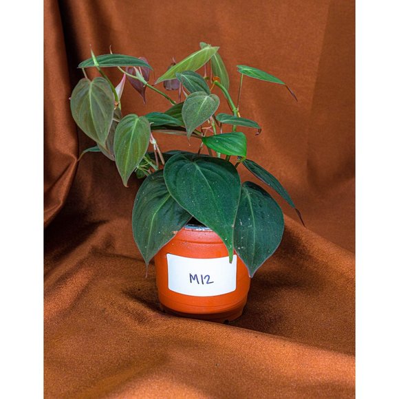 Philodendron Micans 4" US Seller Potted RARE Philo - Picture 2 of 2